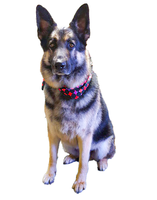 Picture of a german shepard.