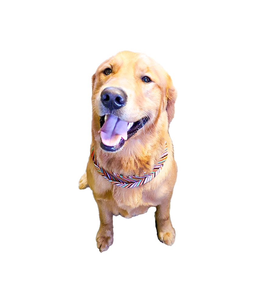 Image of a golden retriever.